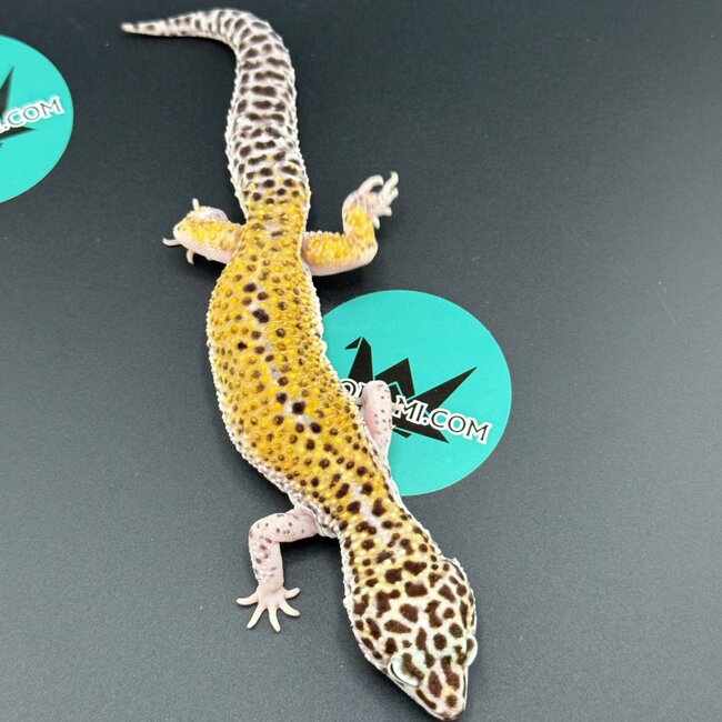 Cipher het Tremper Female Leopard Gecko