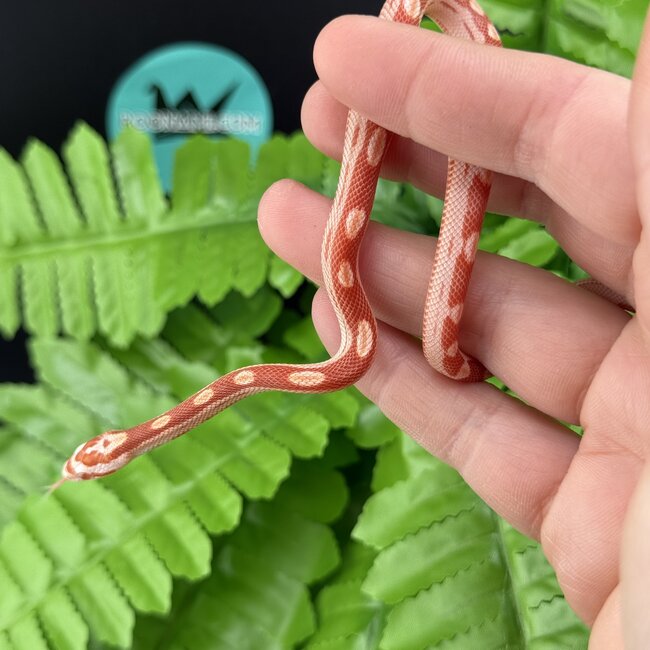 Albino Motley Cornsnake 'B'