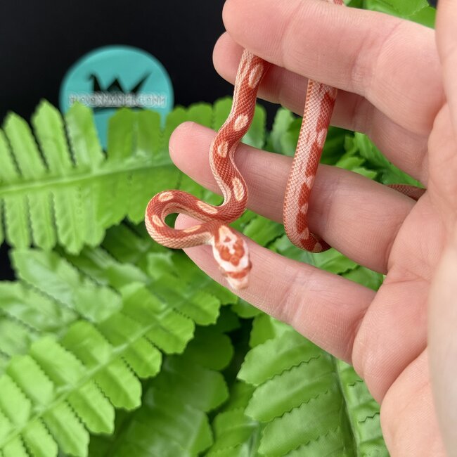 Albino Motley Cornsnake 'B'