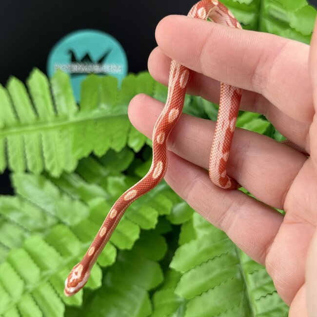 Albino Motley Cornsnake 'B'