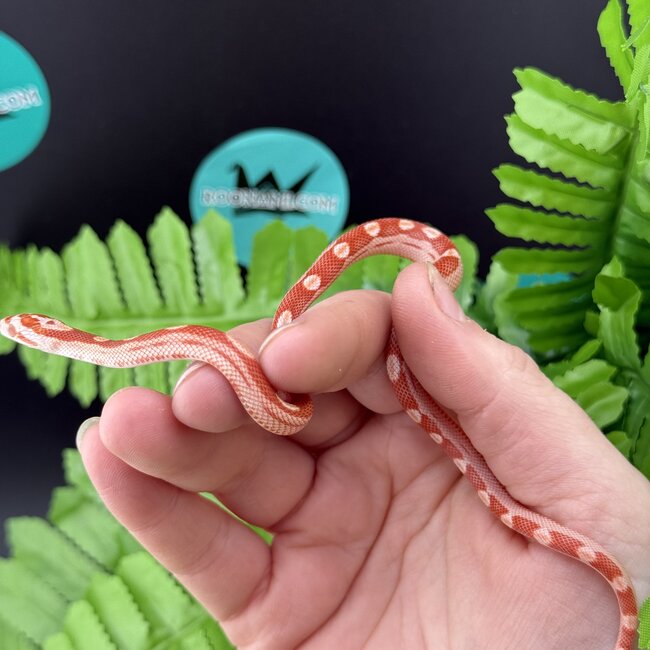 Albino Motley Cornsnake 'B'