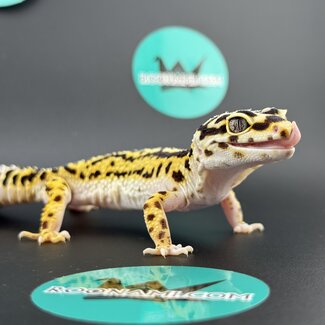 Bold Stripe Bandit Female Leopard Gecko