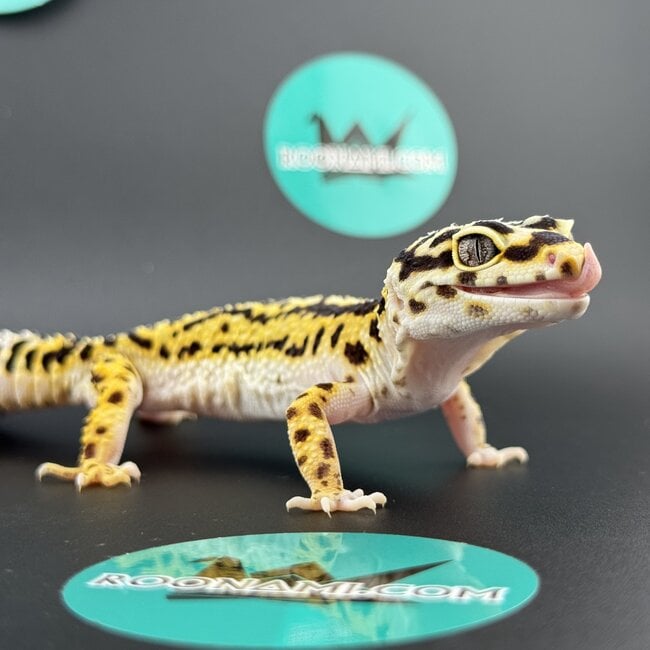 Bold Stripe Bandit Female Leopard Gecko