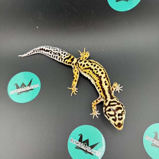 Bold Stripe Bandit Female Leopard Gecko