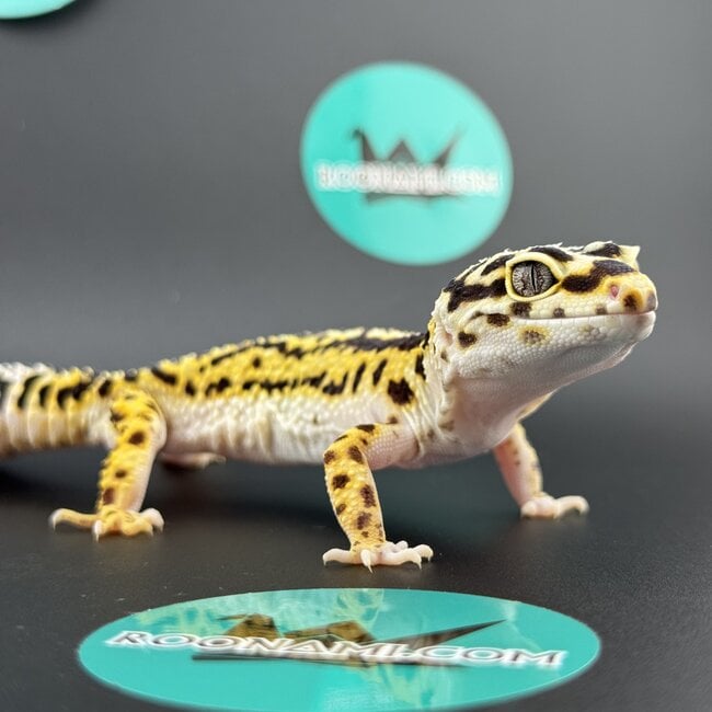 Bold Stripe Bandit Female Leopard Gecko