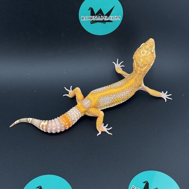 Rainwater Tangerine Jungle Leopard Gecko