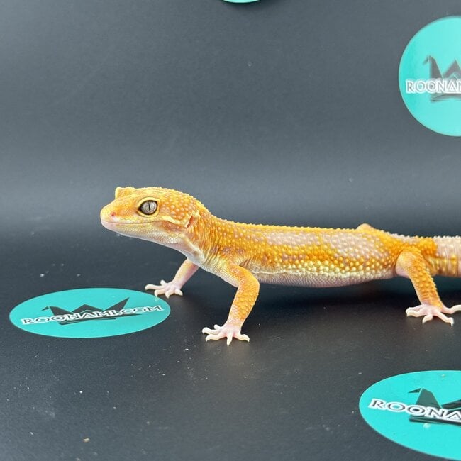 Rainwater Tangerine Jungle Leopard Gecko