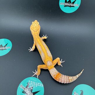 Rainwater Tangerine Jungle Leopard Gecko