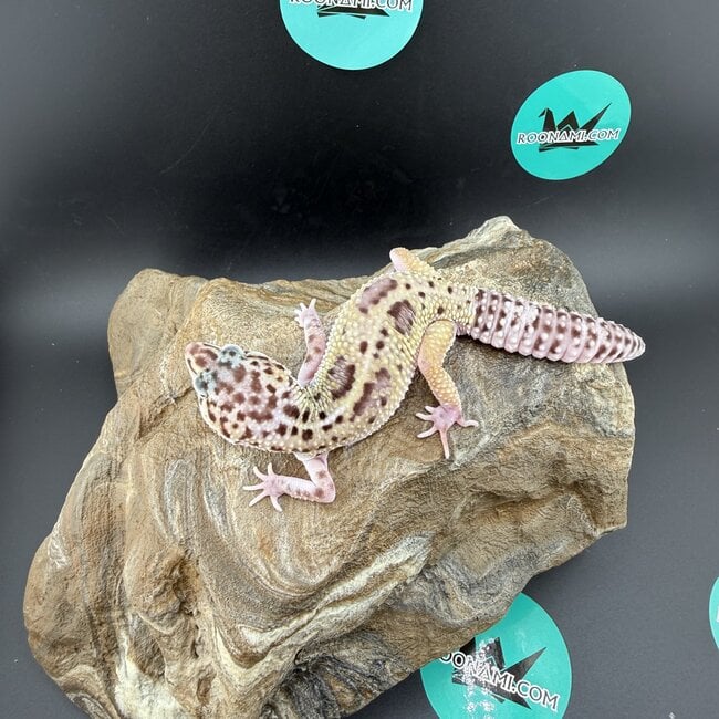 Mack Snow Black Pearl Charcoal