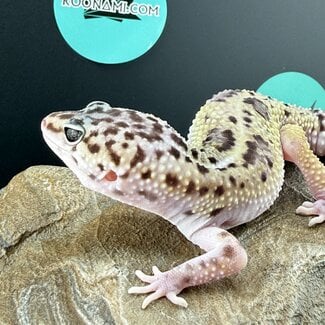 Mack Snow Black Pearl Charcoal