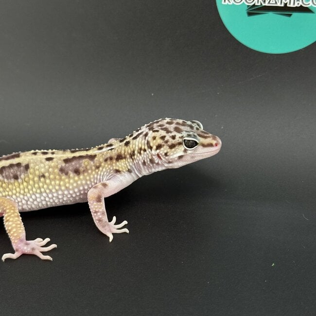 Mack Snow Black Pearl Charcoal