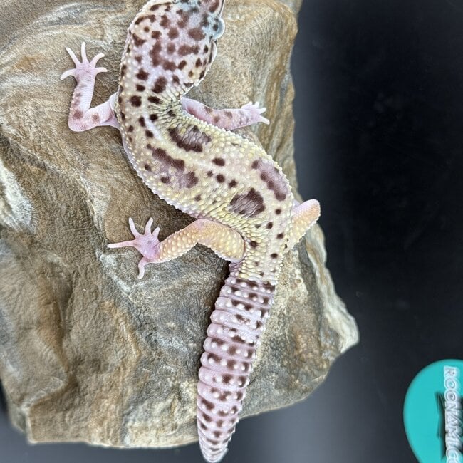 Mack Snow Black Pearl Charcoal