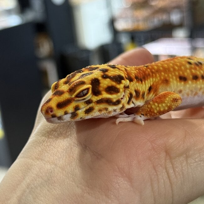 Bell Red Stripe Blood Female Leopard Gecko