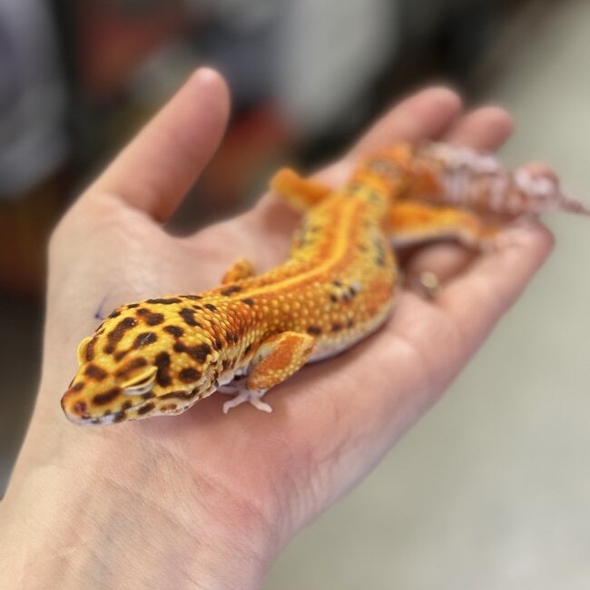 Bell Red Stripe Blood Female Leopard Gecko