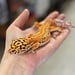 Bell Red Stripe Blood Female Leopard Gecko