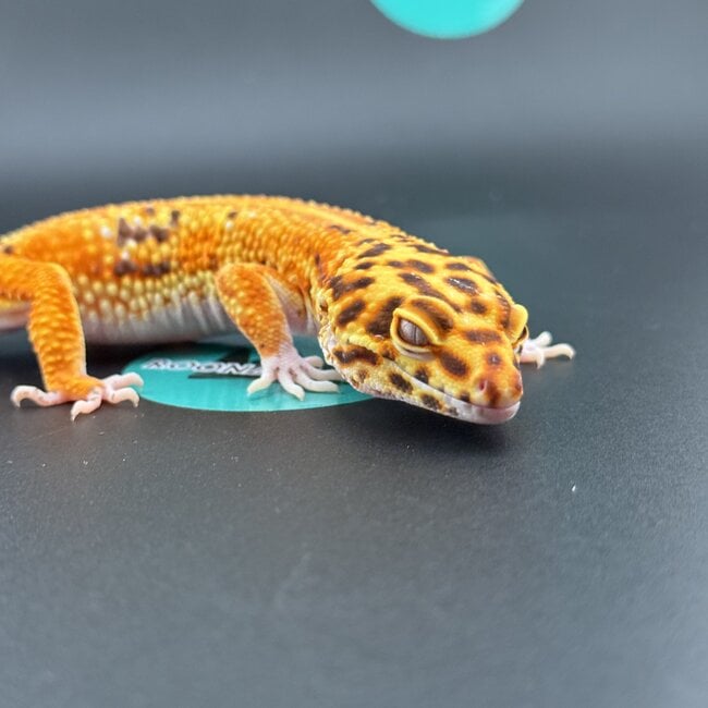 Bell Red Stripe Blood Female Leopard Gecko