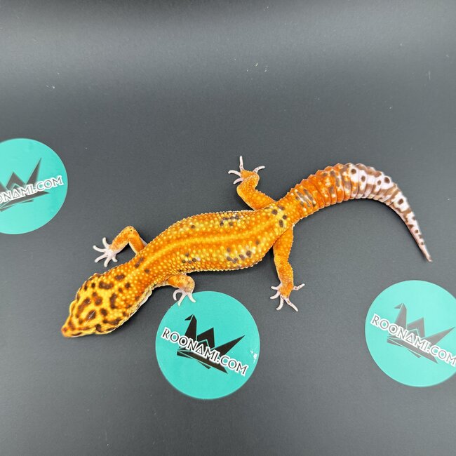 Bell Red Stripe Blood Female Leopard Gecko