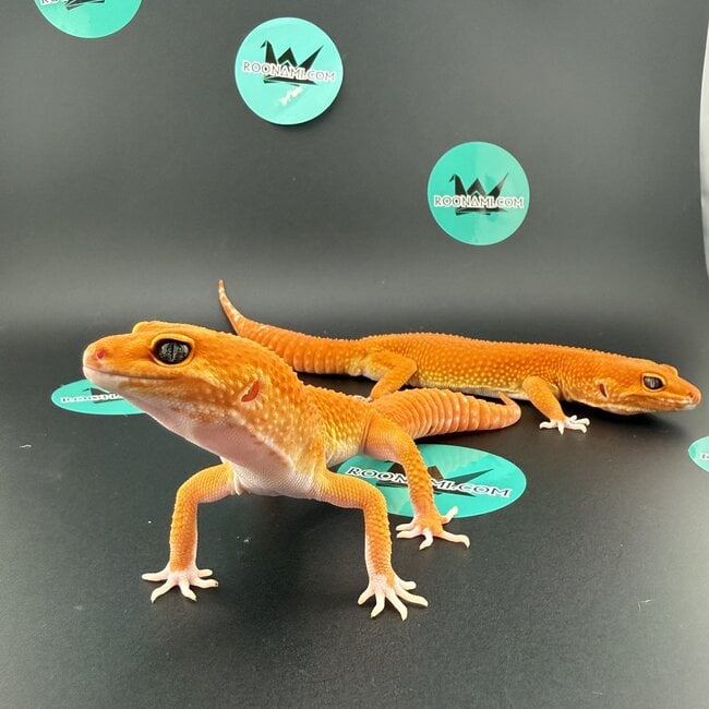 Pumpkin Leopard Gecko
