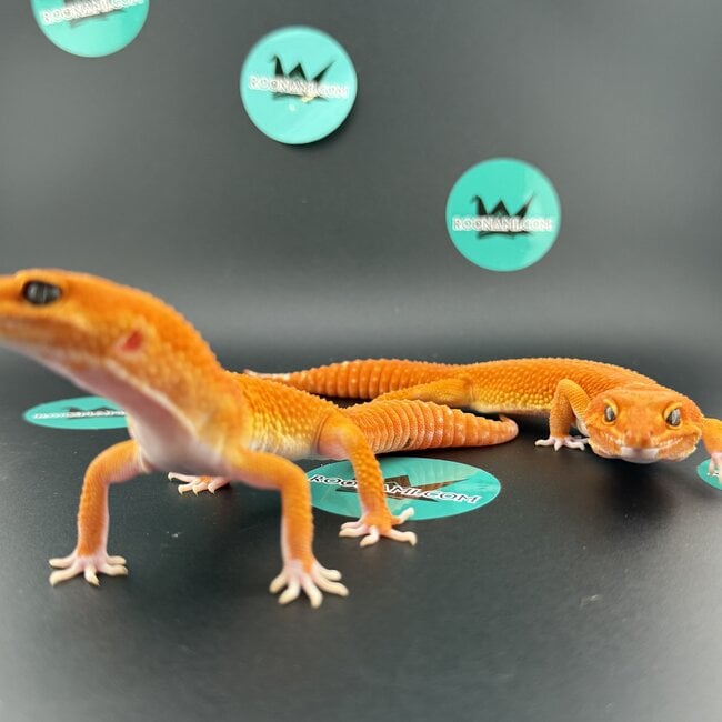 Pumpkin Leopard Gecko