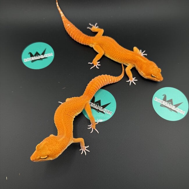 Pumpkin Leopard Gecko