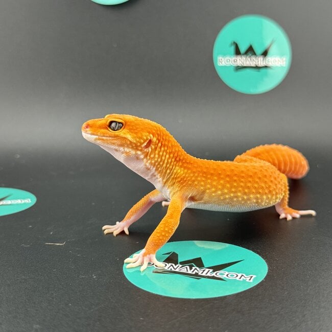 Pumpkin Leopard Gecko