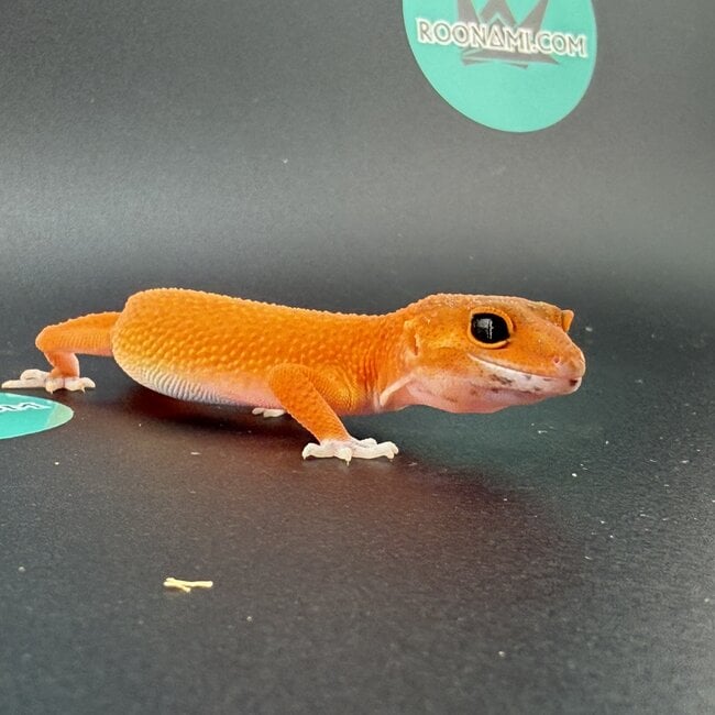 Mandarin Tangerine Leopard Gecko