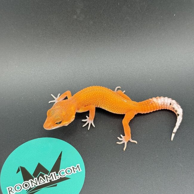 Mandarin Tangerine Leopard Gecko