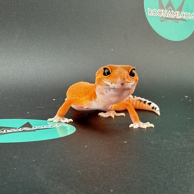 Mandarin Tangerine Leopard Gecko