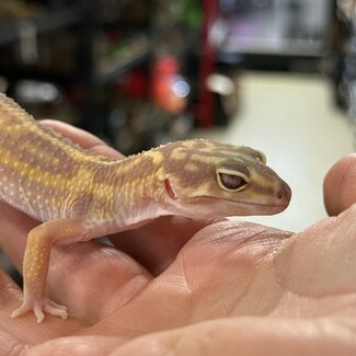 Tremper Mack Snow Bold WY Leopard Gecko