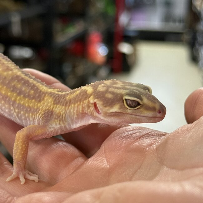Tremper Mack Snow Bold WY Leopard Gecko