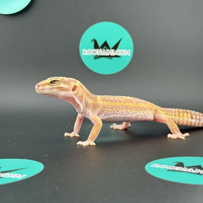 Tremper Mack Snow Bold WY Leopard Gecko