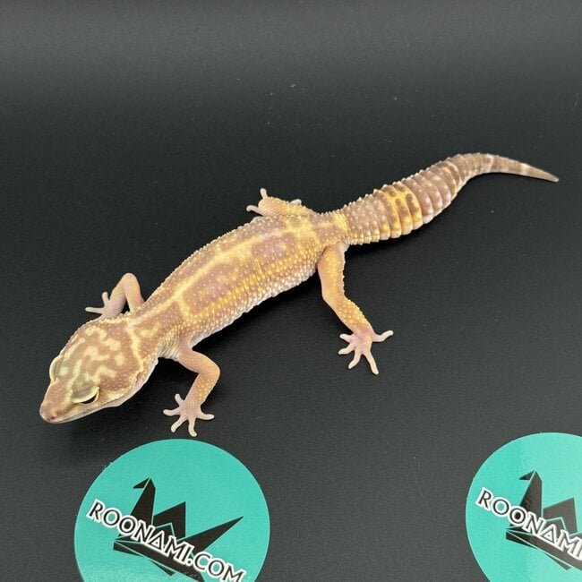 Tremper Mack Snow Bold WY Leopard Gecko