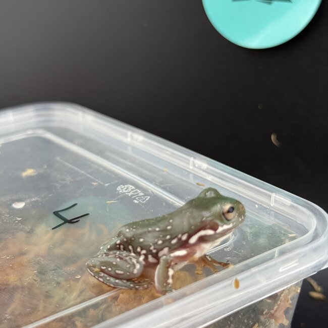 Super Snow Flake White's Tree Frog