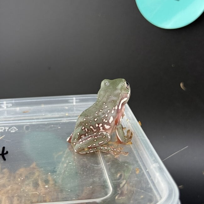 Super Snow Flake White's Tree Frog