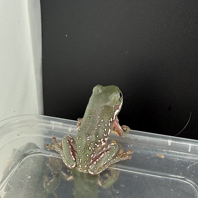 Super Snow Flake White's Tree Frog