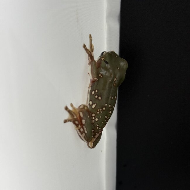 Super Snow Flake White's Tree Frog