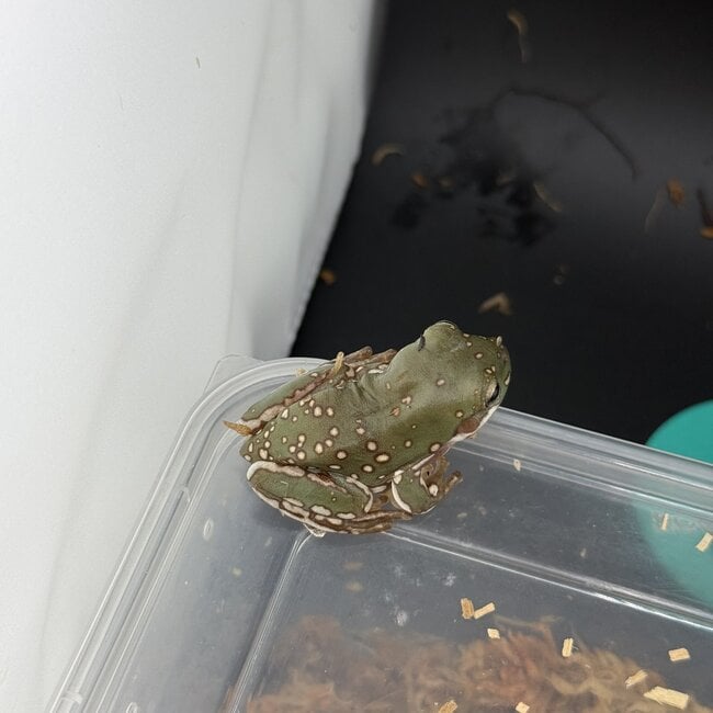 Super Snow Flake White's Tree Frog