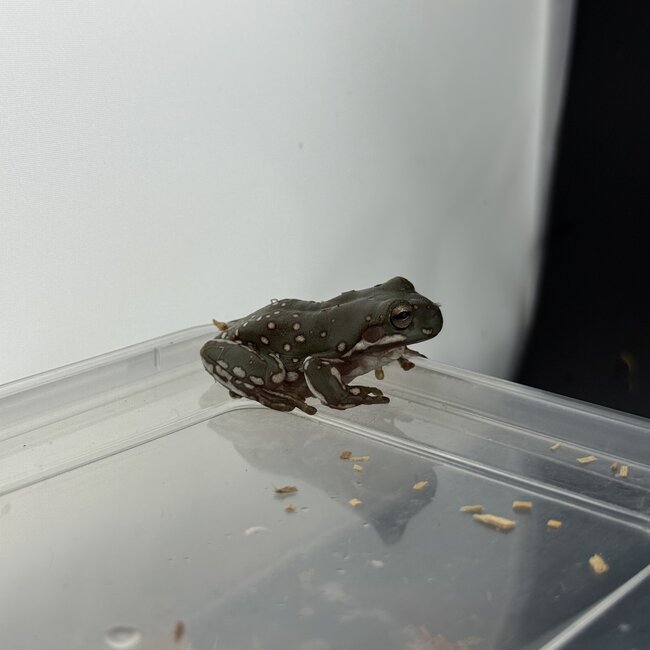 Super Snow Flake White's Tree Frog