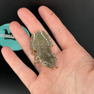 Super Snow Flake White's Tree Frog