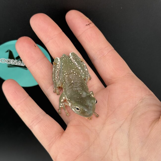 Super Snowflake White's Tree Frog