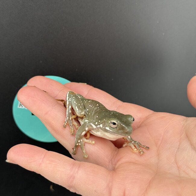Super Snow Flake White's Tree Frog