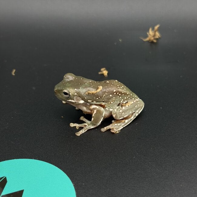 Super Snow Flake White's Tree Frog