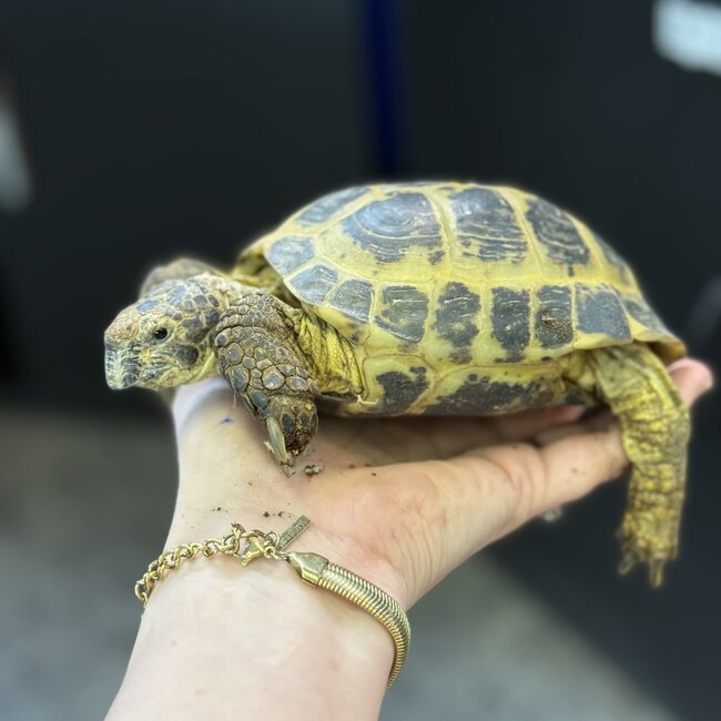 Russian Tortoise Adult Male