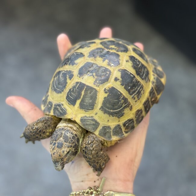 Russian Tortoise Adult Male