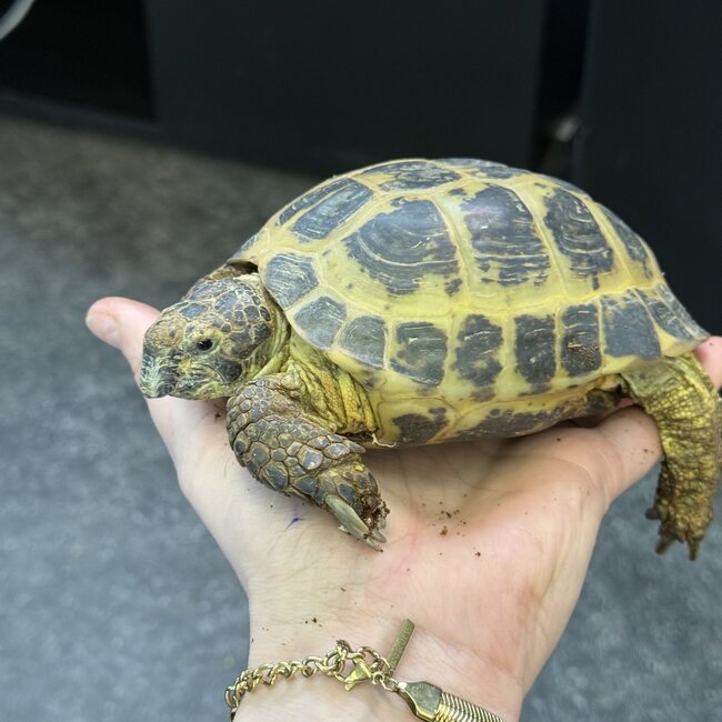 Russian Tortoise Adult Male