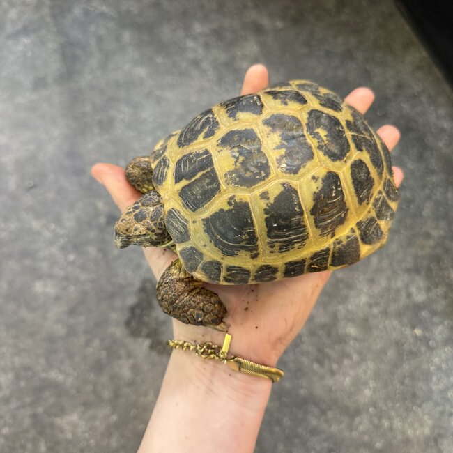 Russian Tortoise Adult Male
