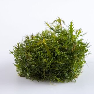 Proserpinaca palustris 'Cuba' stem plant 1-2-GROW!
