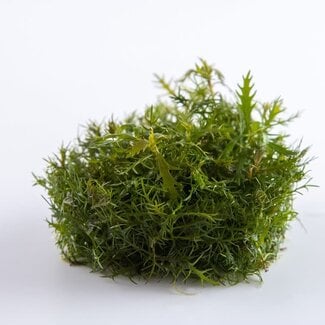 Tropica Proserpinaca palustris 'Cuba' stem plant 1-2-GROW!