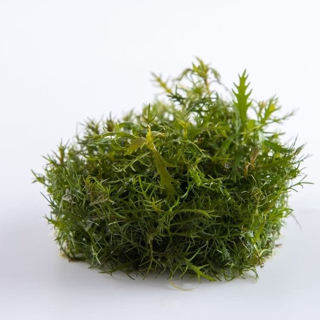 Tropica Proserpinaca palustris 'Cuba' stem plant 1-2-GROW!