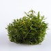Proserpinaca palustris 'Cuba' stem plant 1-2-GROW!